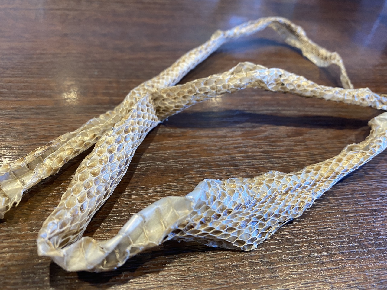 蛇の抜け殻 Coubic