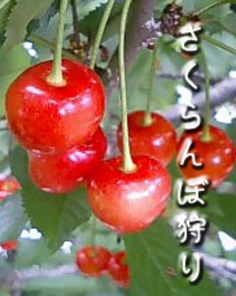 小野洋蘭果樹園さくらんぼ狩り団体予約