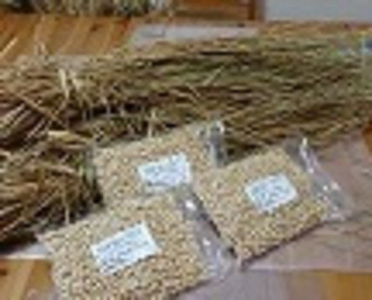 納豆作り