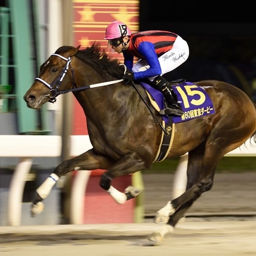 Twinkle horse race tour