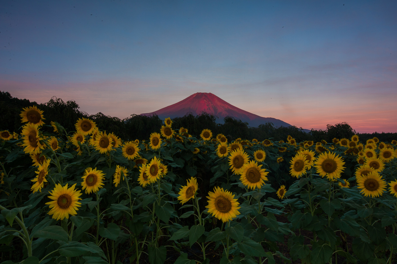 9月23日(日) 山中湖で赤富士&花畑を撮るワークショップ