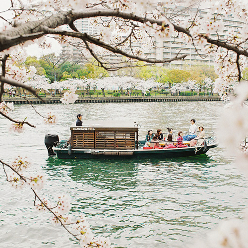 かもめ桜 SAKURA