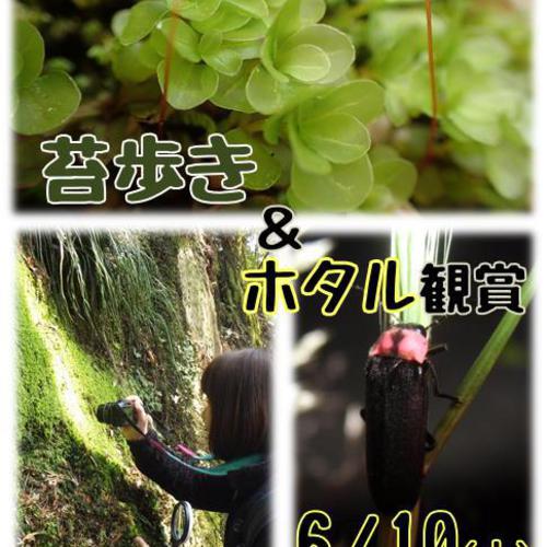 初夏のヨイヨイデイキャンプ ~苔歩き(こけあるき)&ホタル観賞~