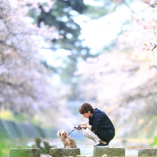 愛犬と家族の撮影会 夙川さくら色