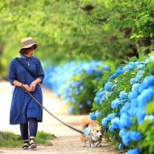 愛犬撮影会 夙川の新緑と紫陽花2018