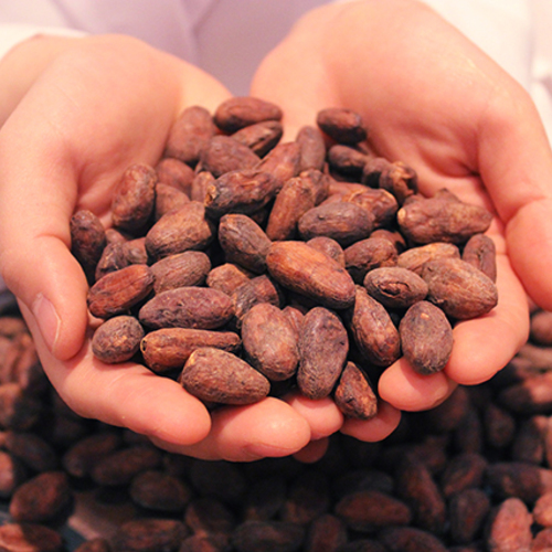 【cacao lab.】親子コース(※保護者1名、お子様1名)