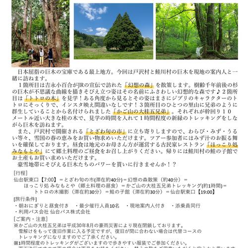 幻想の森・トトロの木・かご山の大桂五兄弟ととざわ旬の市 5月26日