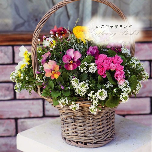 【はじめてのかごギャザリング体験レッスン】~花束みたいな新しい寄せ植え~プランツ・ギャザリングコース【大阪 八尾教室】