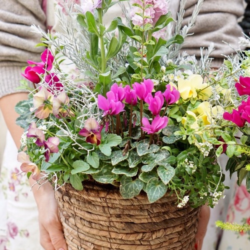 【はじめてのかごギャザリング体験レッスン】~花束みたいな新しい寄せ植え~プランツ・ギャザリングコース【大阪 八尾教室】