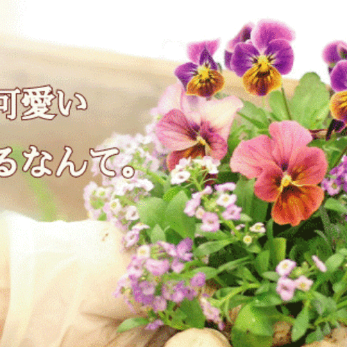 【初めてでも安心。体験レッスン】寄せ植えギャザリングコース〜花束みたいな寄せ植え〜【大阪 八尾教室】