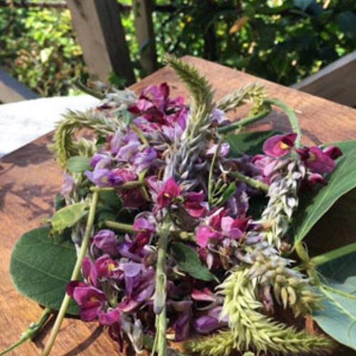9/15(土)◆Plantagoワークショップ「葛の花とイノコズチ」