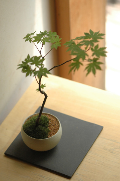 自分で作って楽しむ季節の景色盆栽 初級編
