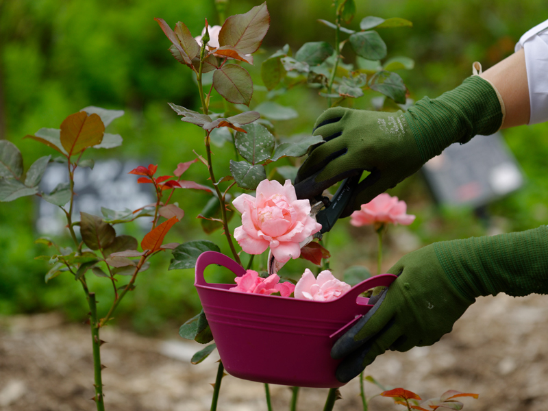 農薬をつかわない薔薇のそだてかた<初心者むき>