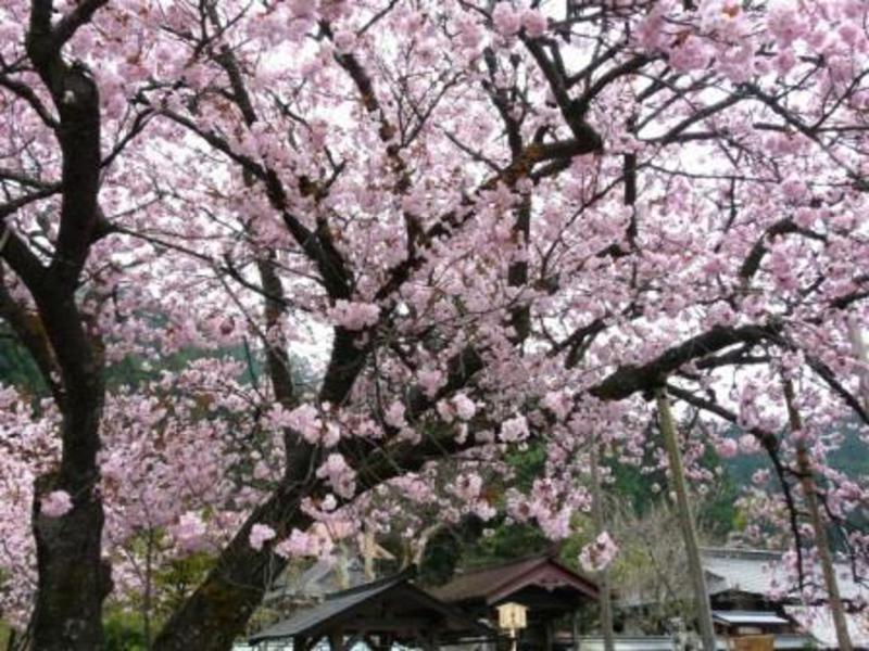 4月16日(土) 京都トレイル2期生 第6回目