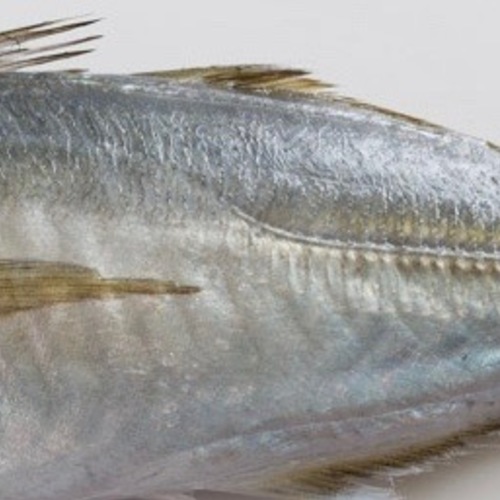 お魚「基本のき」