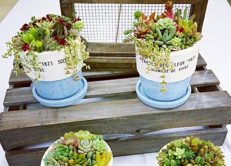 多肉植物の寄せ植え【開催場所 談笑カフェ喜一】