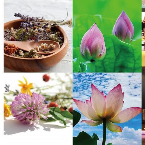 Herbal season yoga・育成講座無料説明会&体験レッスン受講申し込み