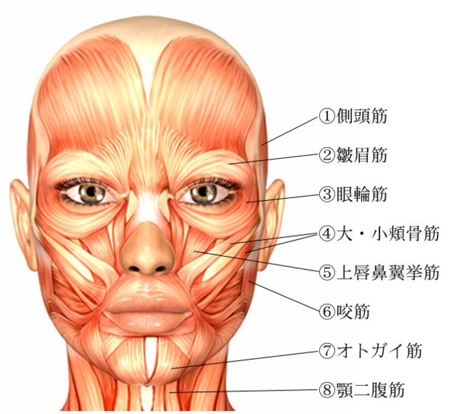 表情筋セルフリリース 小顔矯正 顔痩せ Coubic