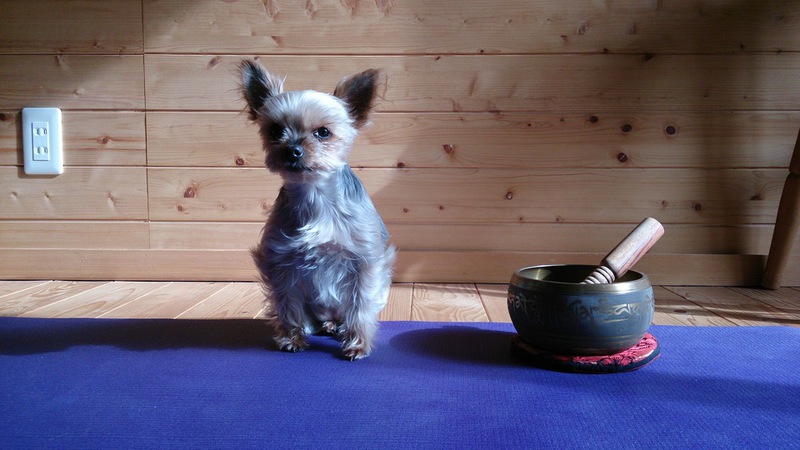 yoga