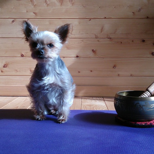 yoga