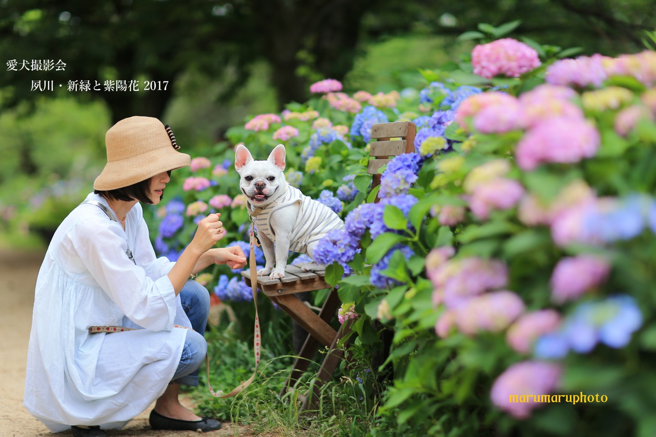 夙川・新緑と紫陽花と愛犬撮影会2017••終了致しました••