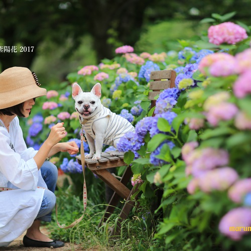 夙川・新緑と紫陽花と愛犬撮影会2017