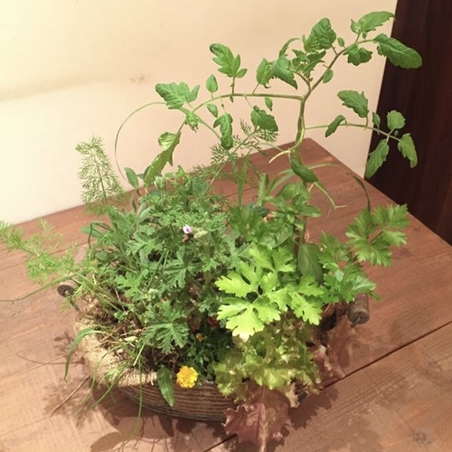 春の寄せ植えワークショップ