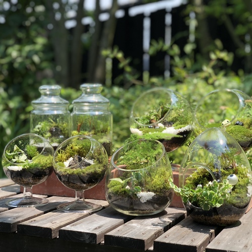 【 KABOLO 】世界に1つだけの、あなただけの苔テラリウムワークショップ moss-connect〔茅場町〕