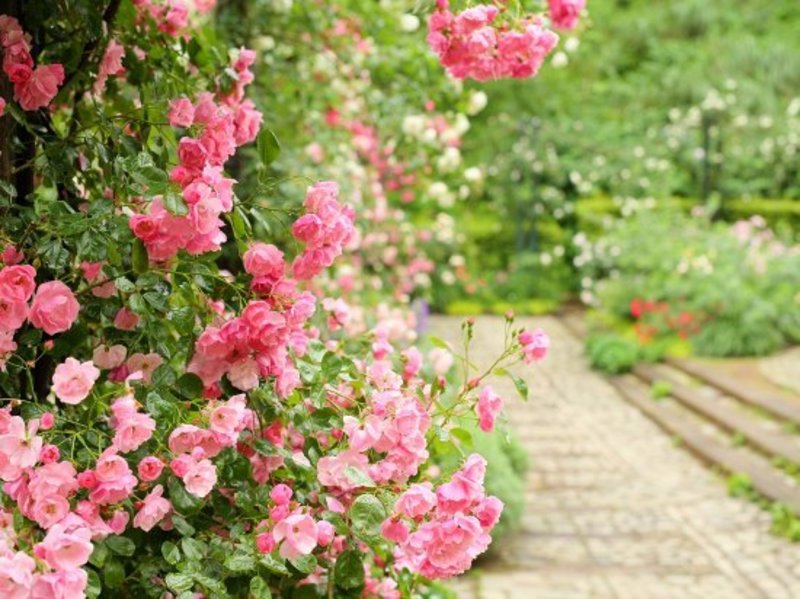 季節のルームフレグランス体験 60分3,500円(薔薇のワークショップ)広尾駅徒歩3分