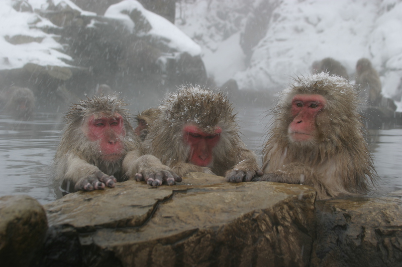 Jigokudani Monkey Tour