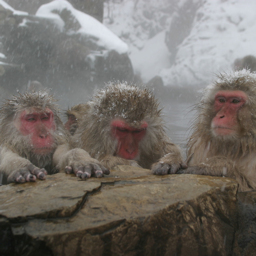 Jigokudani Monkey Tour