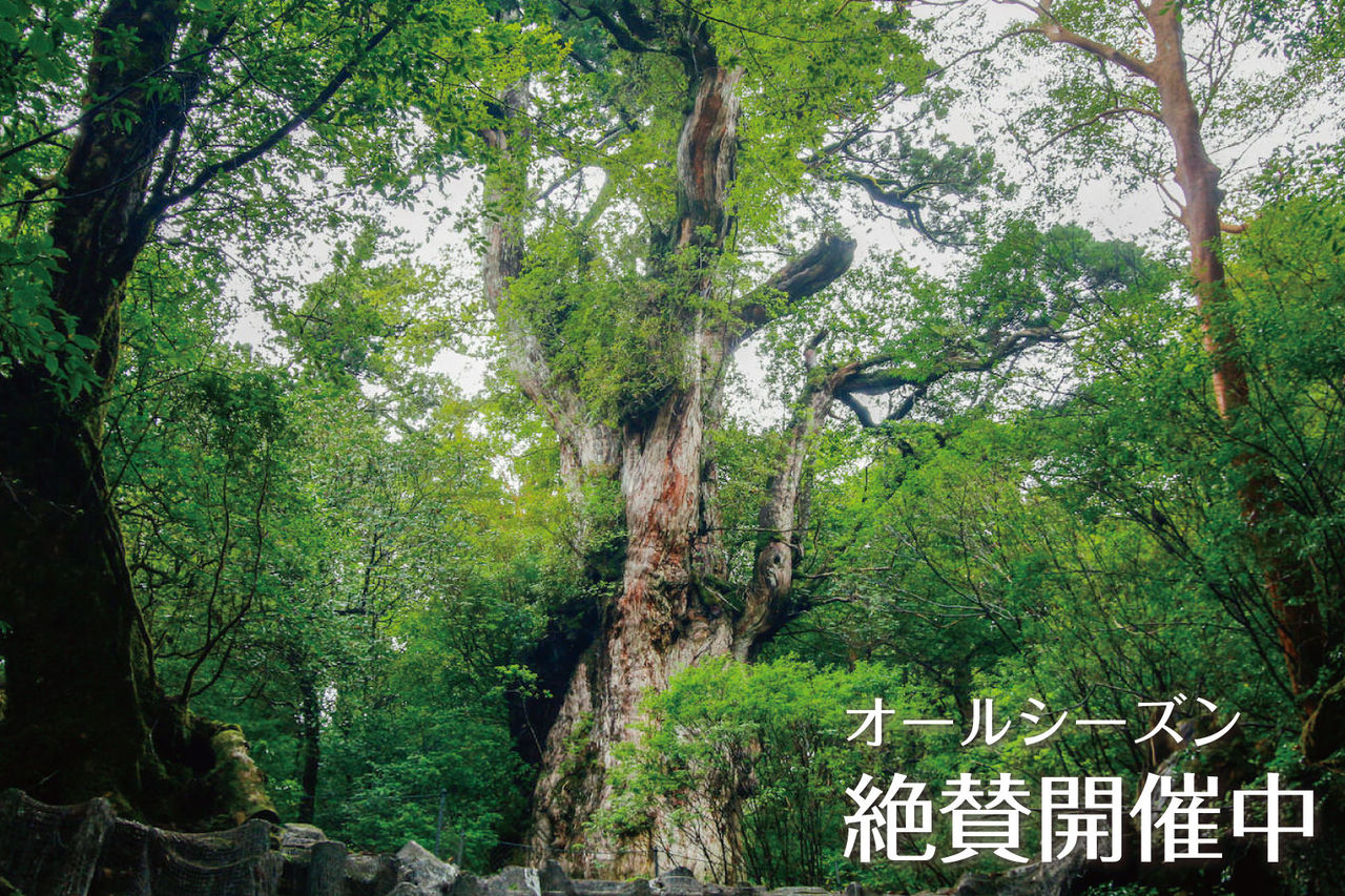 神秘の巨木『縄文杉』に会いに行こう!