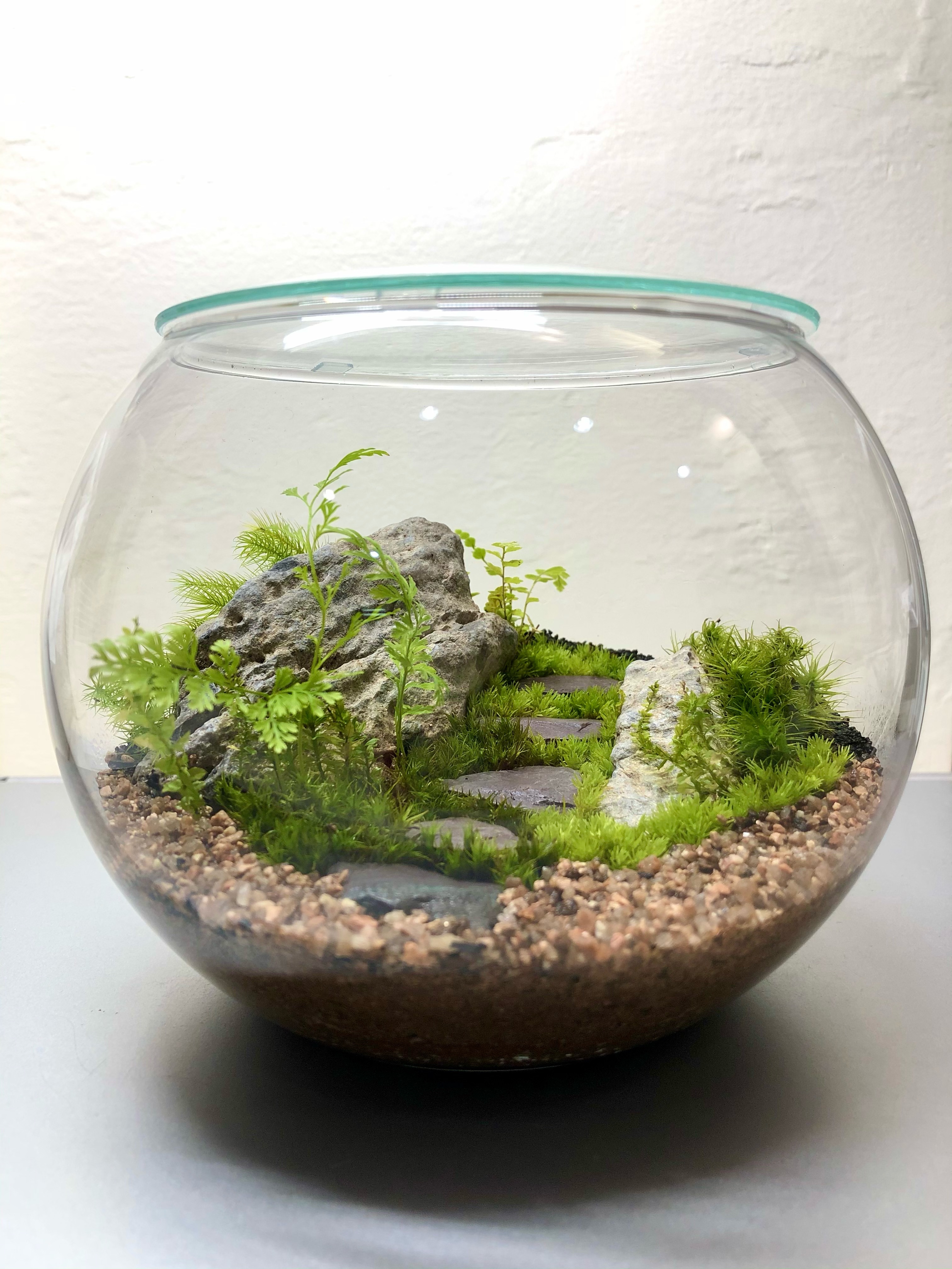 中級編 苔のテラリウムワークショップ 杉並教室 Coubic