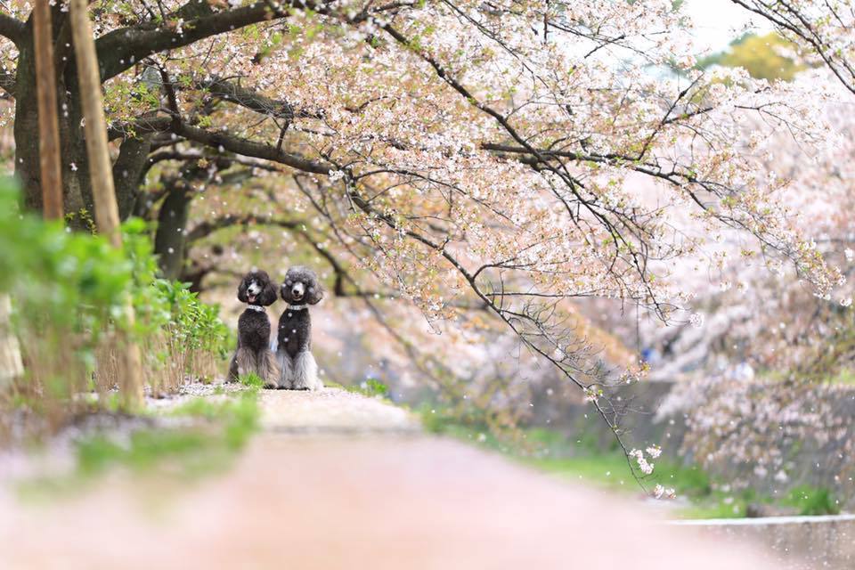 春の愛犬撮影会 夙川と愛犬とサクラ色2017●●こちらは終了しました●●