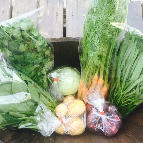 10月 Organics Day オーガニックで満たされる日