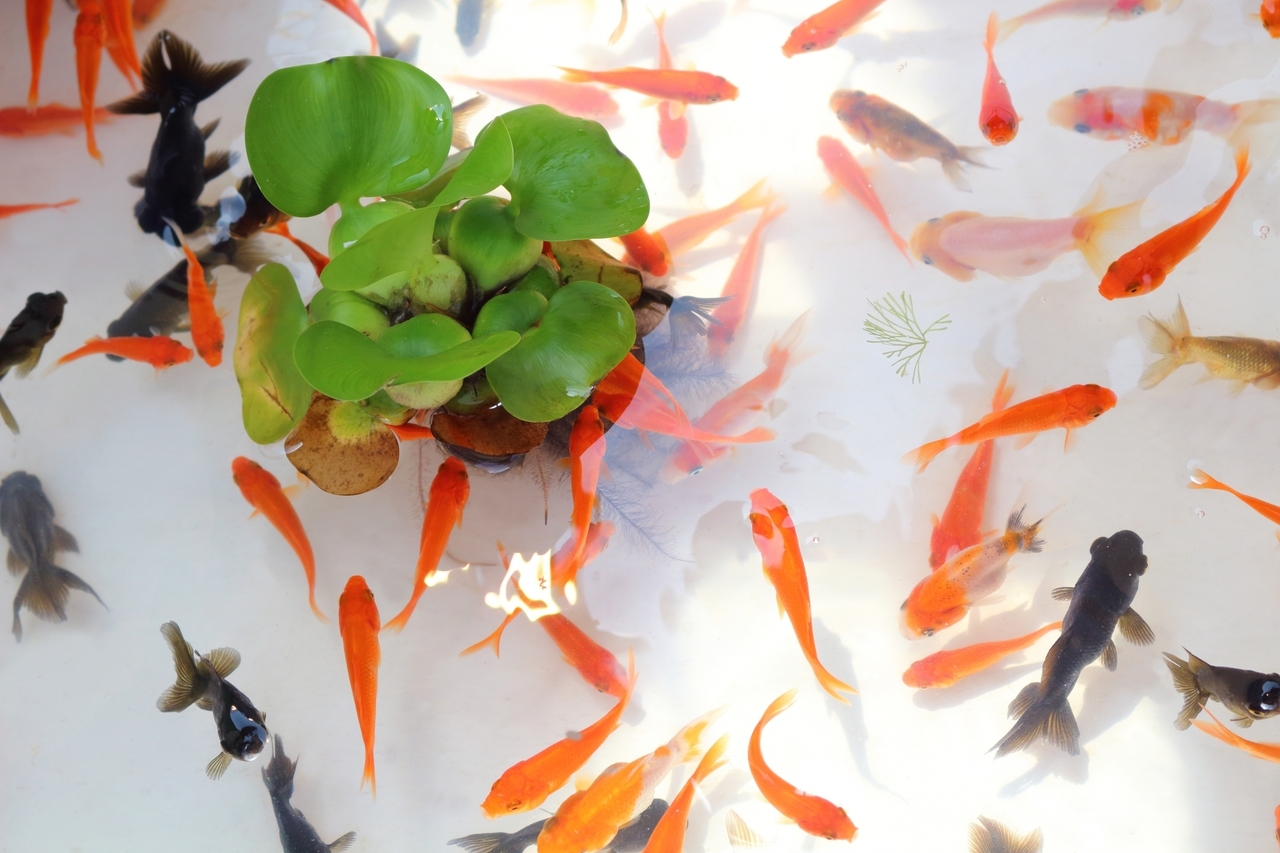 足立区西新井 西新井ファミリー夏祭り 金魚釣り 22年7月23日 土 Coubic 足立区西新井 西新井ファミリー夏祭り 金魚釣り 22年7月23日 土 Coubic