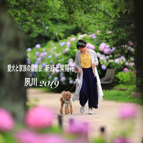 新緑と紫陽花 夙川2019