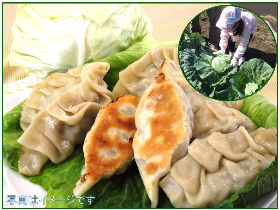 キャベツを収穫して手作り餃子を作ろう