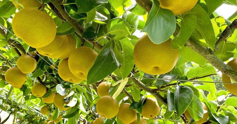 ランド 霧島 フルーツ