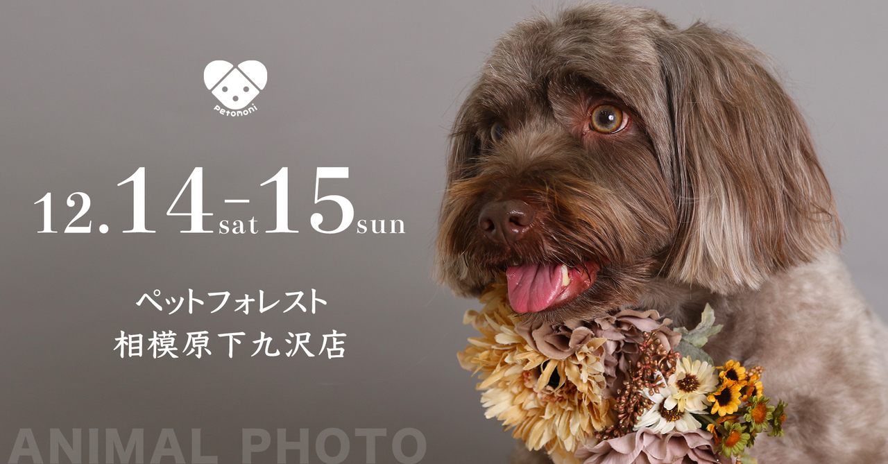 【PETFOREST 相模原下九沢店】12月14日・15日(土・日)撮影イベント