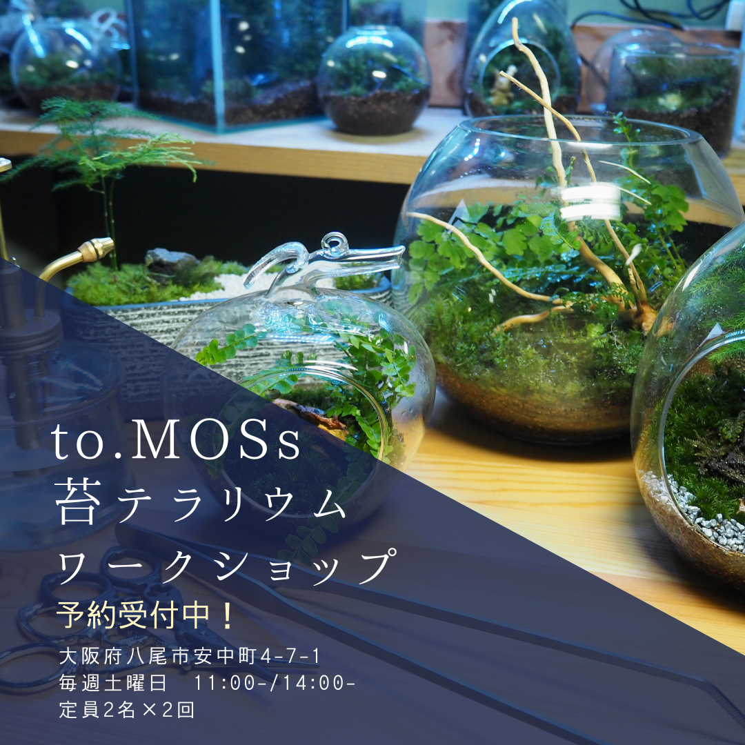 To Moss 苔テラリウムワークショップ 店内 Coubic