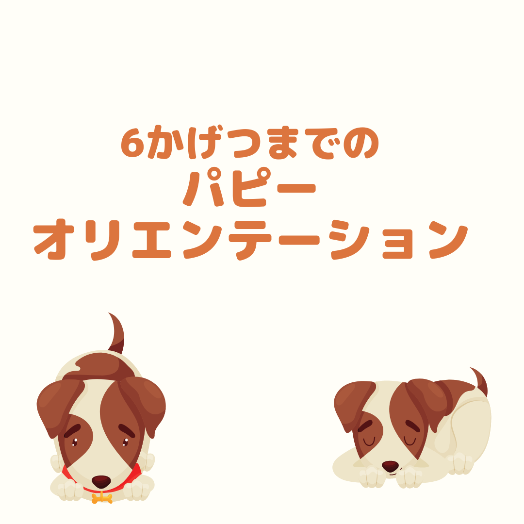 パピー 生後6ヶ月以内 オリエンテーション Coubic
