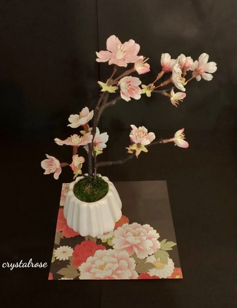 桜の苔玉盆栽づくり 北 年3月22日 日 Coubic