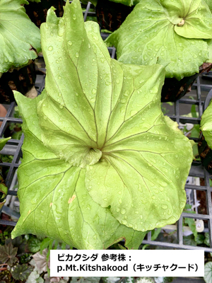 Vandaka Plants ビカクシダ 板付ワークショップ In 大分 Coubic