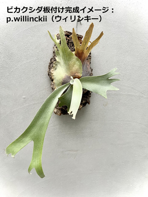 Vandaka Plants ビカクシダ 板付ワークショップ In 大分 Coubic