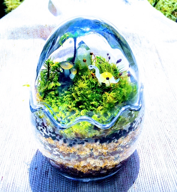 苔テラリウム Moss苔インテリア Coubic