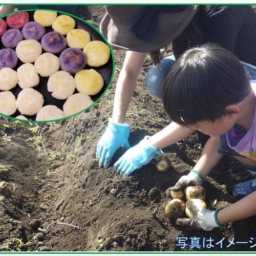 じゃがいもを収穫していももちを作ろう