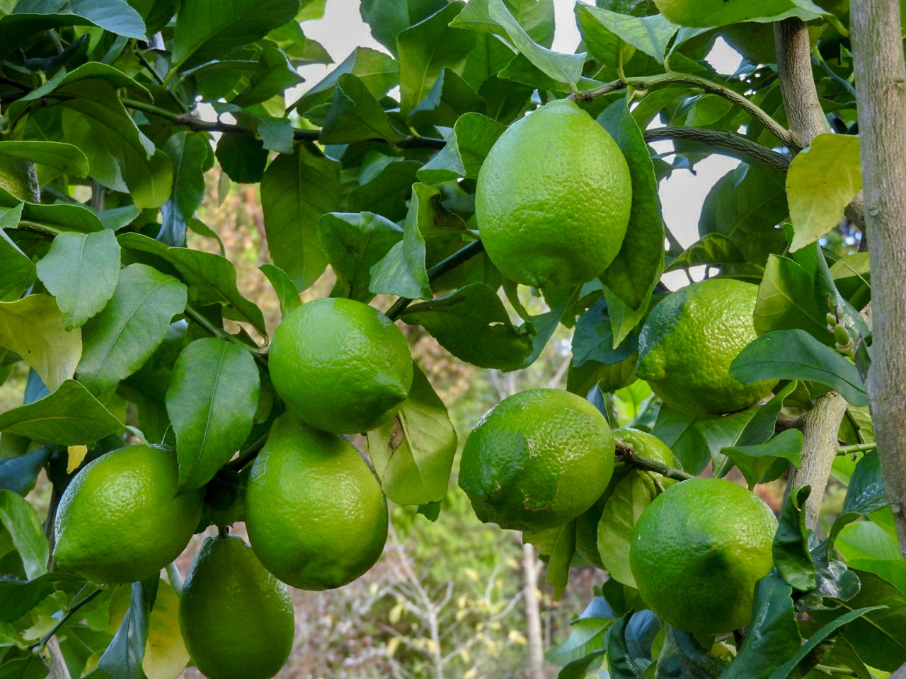 農園風緑 農薬不使用グリーンレモン収穫体験 Coubic