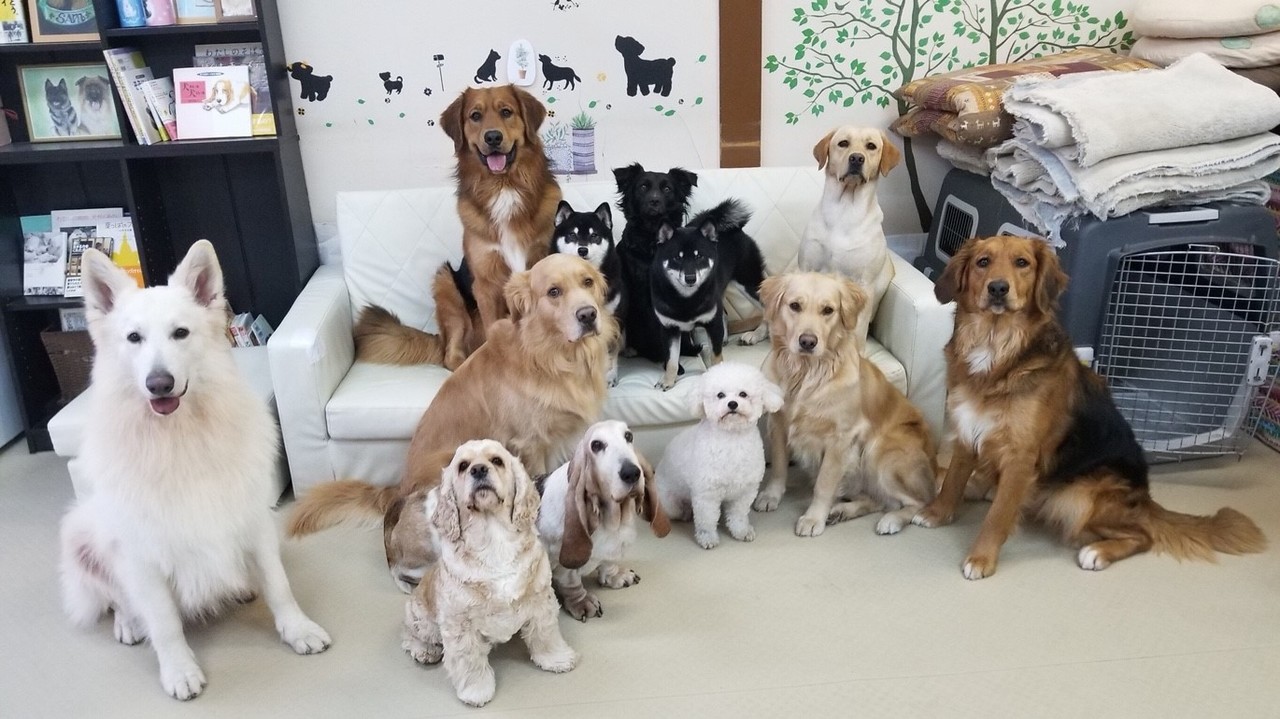【神奈川県大和市】「セラピー犬ふれ合い施設 人と犬との憩いの場所」の予約はこちら