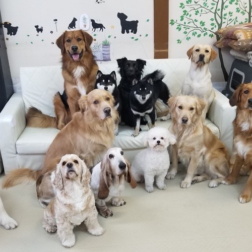 【神奈川県大和市】「セラピー犬ふれ合い施設 人と犬との憩いの場所」の予約はこちら